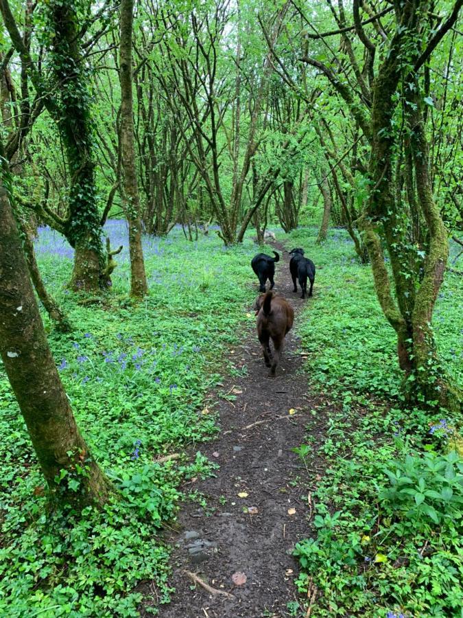 Kabin In The Woods Llandybie Eksteriør bilde