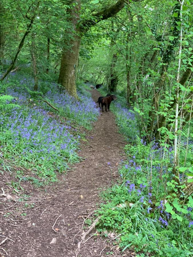 Kabin In The Woods Llandybie Eksteriør bilde