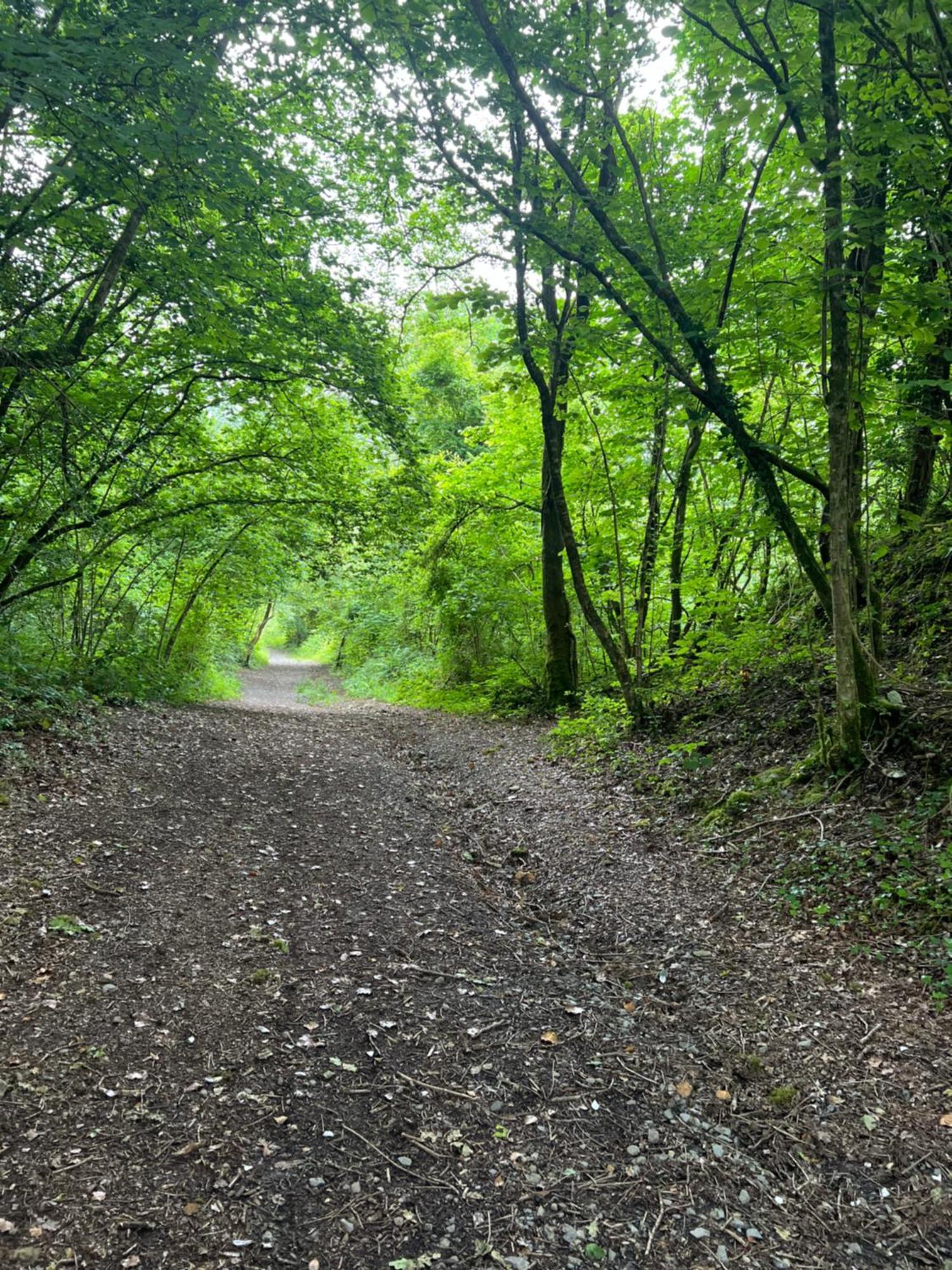 Kabin In The Woods Llandybie Eksteriør bilde